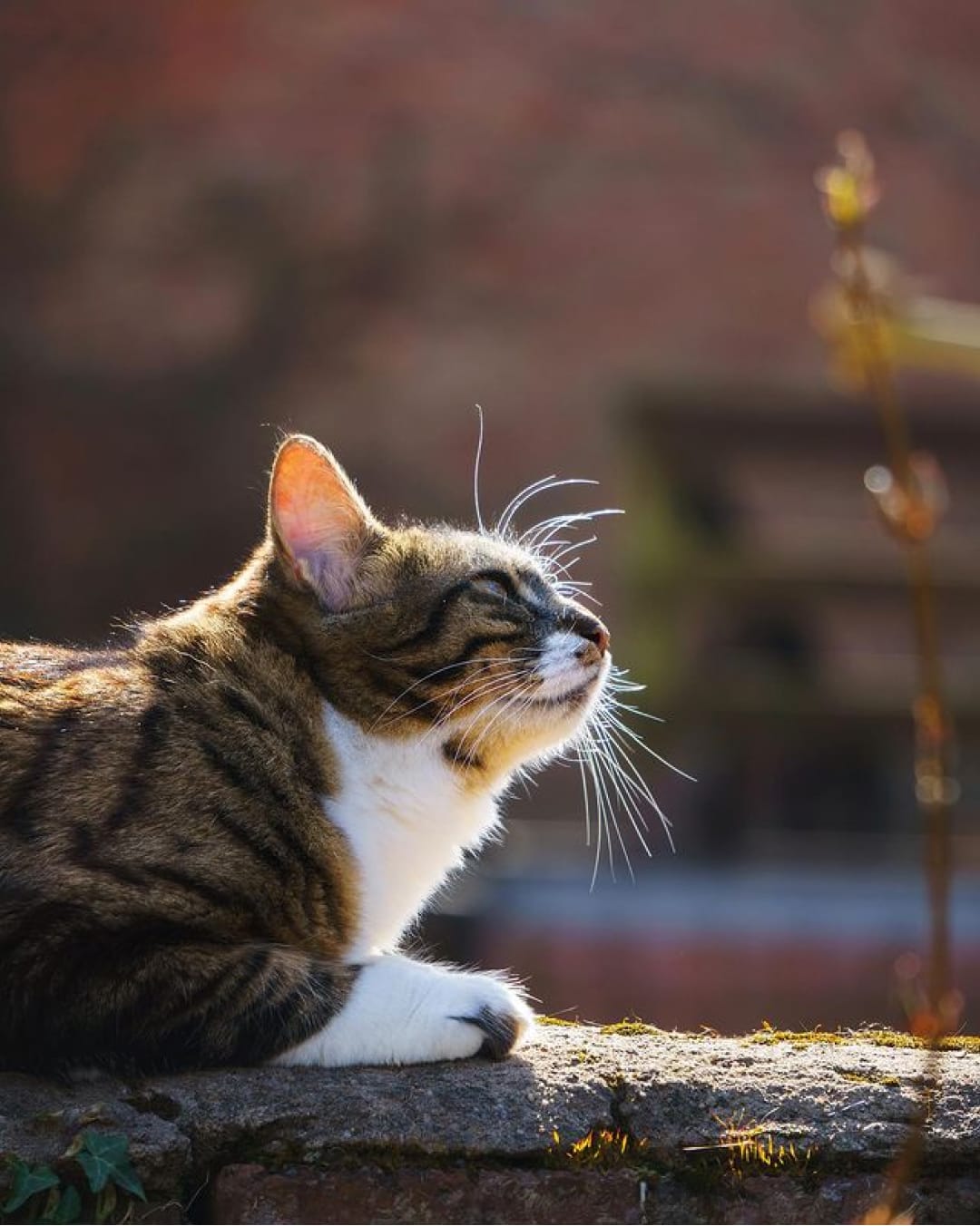 Entlaufende Katze Torvi war dank der Heimwegschleppe nach zwei Tagen wieder bei Ihren Herrchen und Frauchen